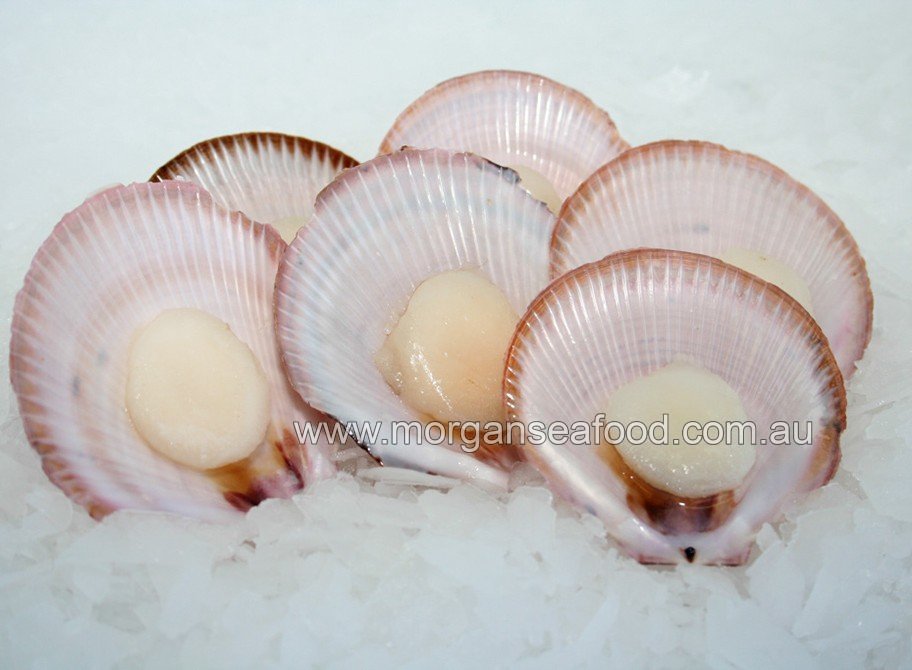 Scallops in the shell, Queensland Saucer Online Seafood Store