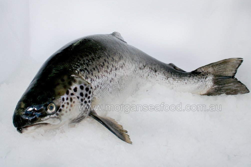 Salmon Tasmanian Whole Morgans Online Seafood Store